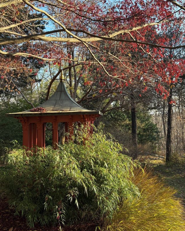 A small red gazebo with a pointed roof is partially obscured by green bamboo and tall grasses. Overhead, tree branches with red leaves stretch across the scene on a sunny day, capturing the tranquil essence of a Japanese Garden Tour.