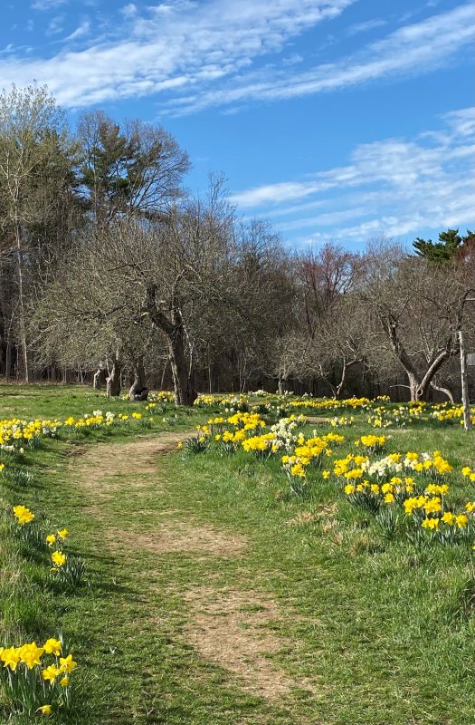 A dirt path winds through a grassy field with clusters of yellow and white daffodils on this Blooming Woods walk. Leafless trees line the way, and a blue sky with scattered clouds is visible above.