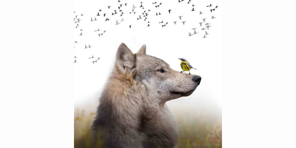 A wolf looks to the right with a small yellow and black bird perched on its nose. In the background, a flock of birds is flying across a bright, cloudy sky.