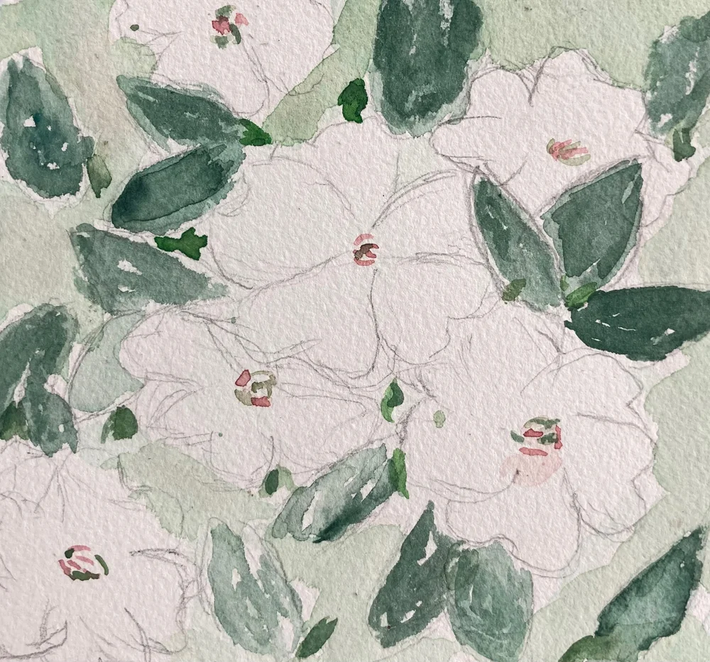 Watercolor painting of white flowers with subtle pink centers and green leaves, set against a light green background. The flowers and leaves have soft, loose brushstrokes on textured paper.