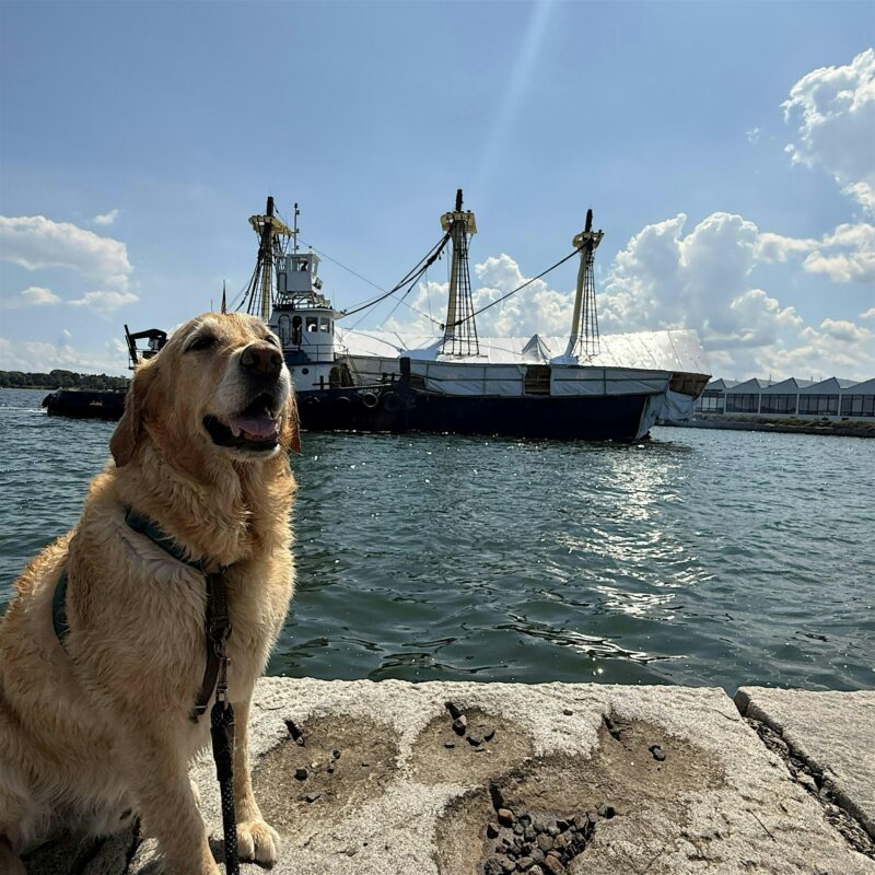 A golden retriever sits on a concrete pier by the water, with a large ship featuring white sails and multiple masts docked in the background under a partly cloudy sky.