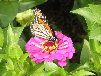 A monarch butterfly with orange, black, and white wings rests on a bright pink flower surrounded by green leaves.