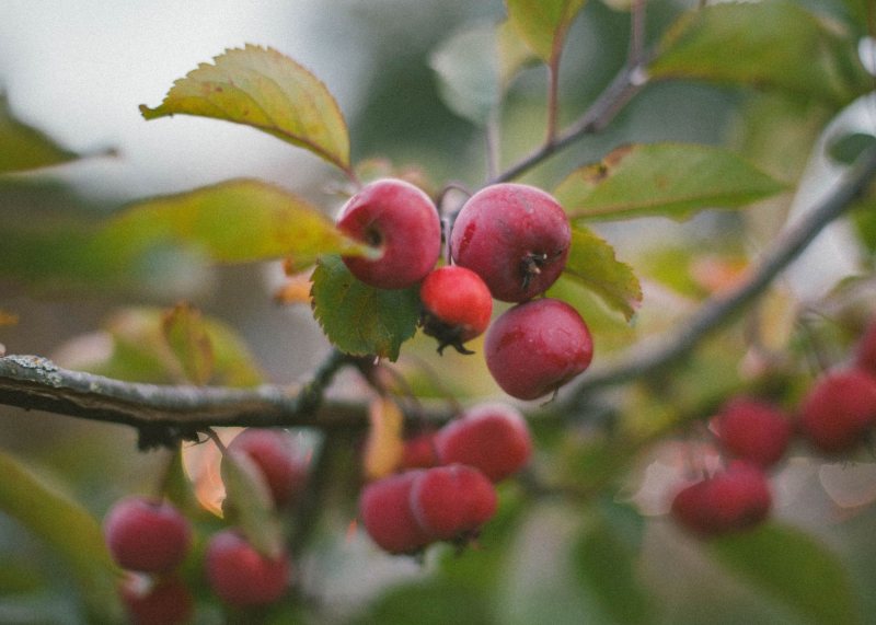 A close-up of several small, red crabapples growing on a branch with green leaves, some of which are partially blurred in the foreground and background.