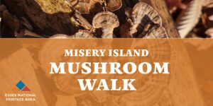 Close-up of brown mushrooms on wood, overlaid with an orange "Misery Island Mushroom Walk" banner. The Essex National Heritage Area logo is at the bottom left, highlighting Essex County nature—part of the CCE Nightlife Sevenings event series.