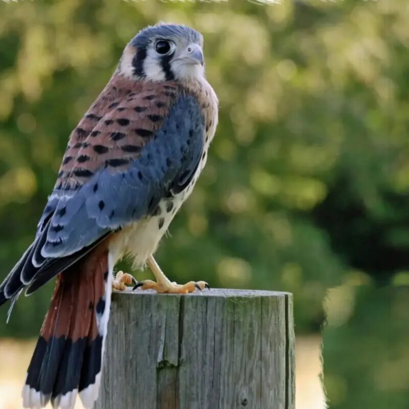 A small bird of prey with brown, black, and white feathers perches on a weathered wooden post outdoors. The background is blurred green foliage.