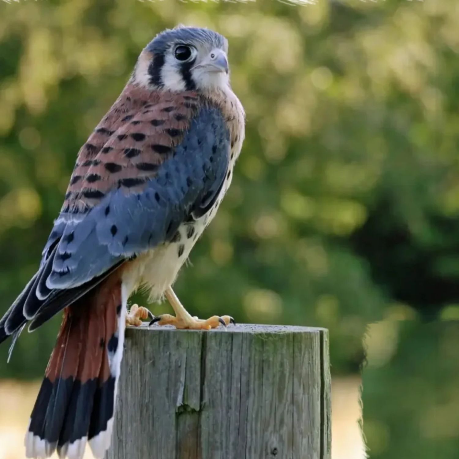 A small bird of prey with brown, black, and white feathers perches on a weathered wooden post outdoors. The background is blurred green foliage.