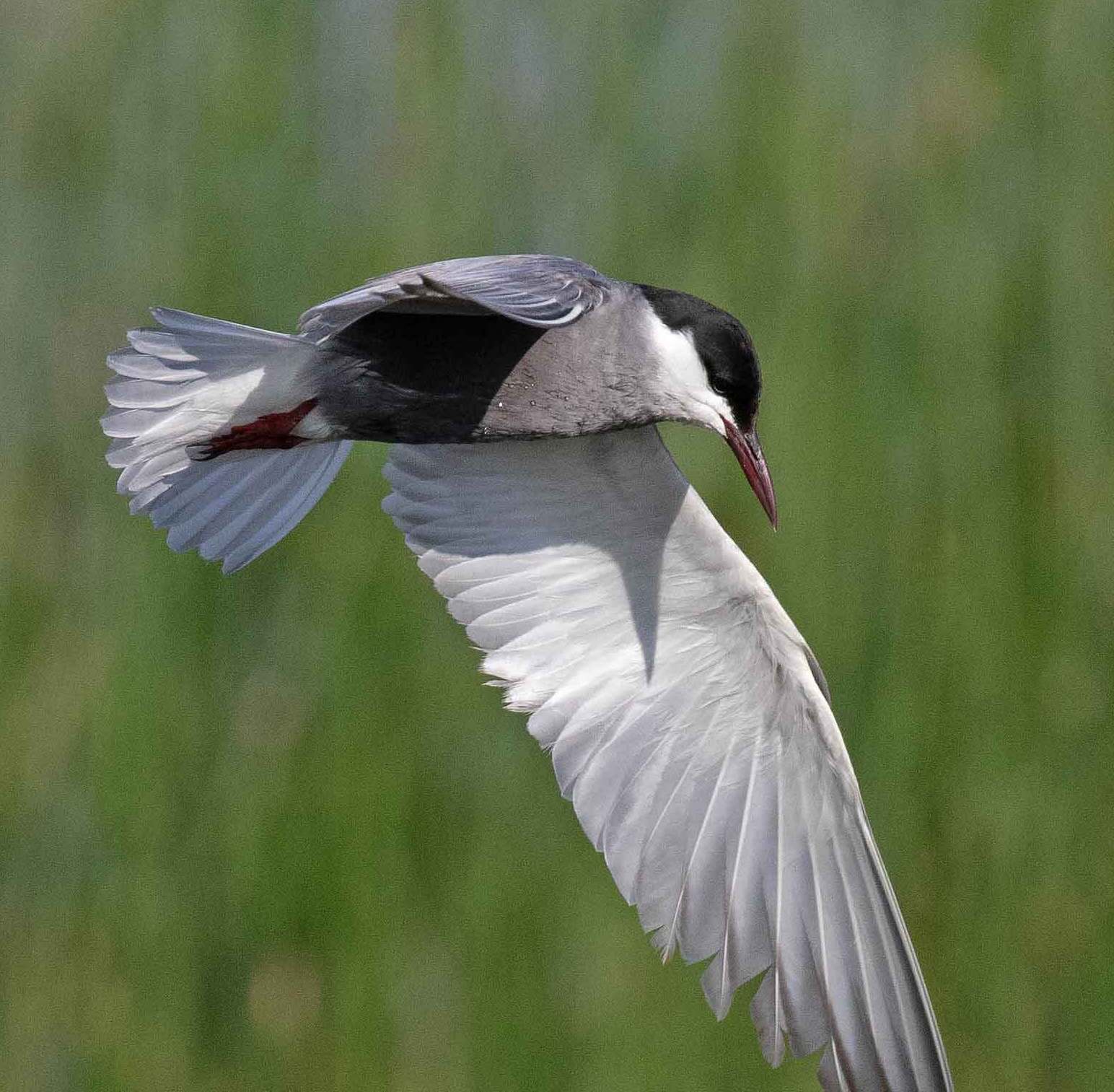 A black-capped white and gray bird with outstretched wings flies against a blurred green background, facing downward with its beak slightly open.