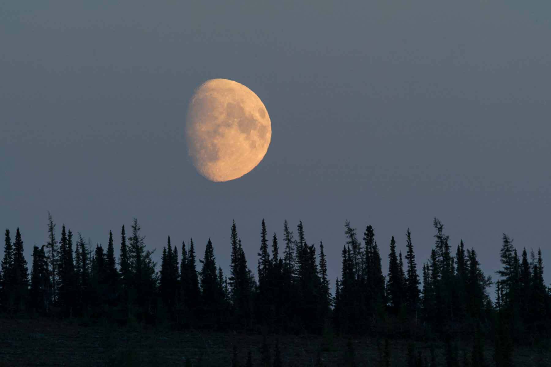 A large, bright moon is visible in a dusky sky above a silhouette of a forest with tall, pointed evergreen trees.