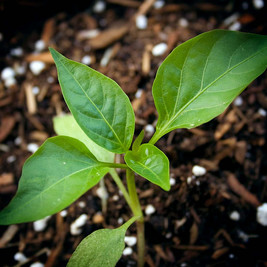 A young green seedling with three large leaves grows in dark soil, sprinkled with small white particles and pieces of brown mulch—perfect for a seed saving or seed collecting workshop demonstration.
