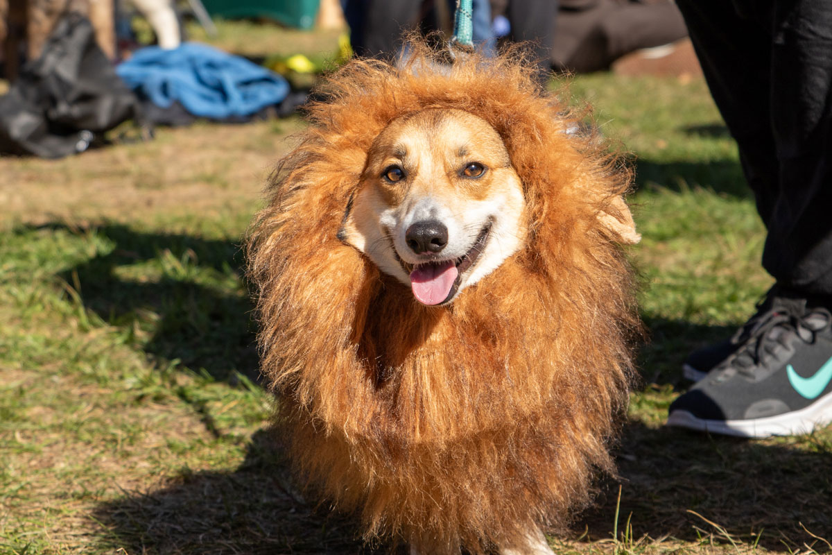 A dog in a fluffy, brown lion mane costume stands outdoors on grass at the Pet Parade, looking at the camera with its tongue out. People and items are blurred in the background, making this Howl-o-ween moment even more adorable.